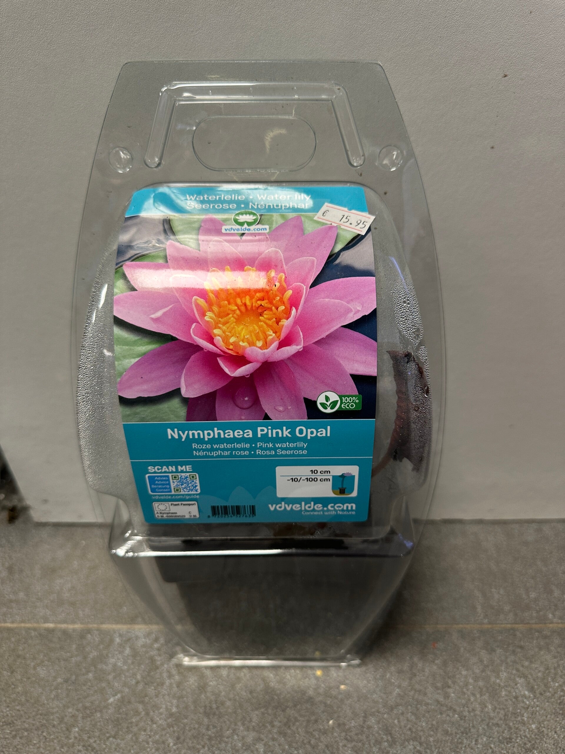 Nymphaea ‘Pink Opal’ & ‘Chromatella’ – Waterlelies