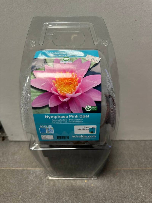 Nymphaea ‘Pink Opal’ & ‘Chromatella’ – Waterlelies