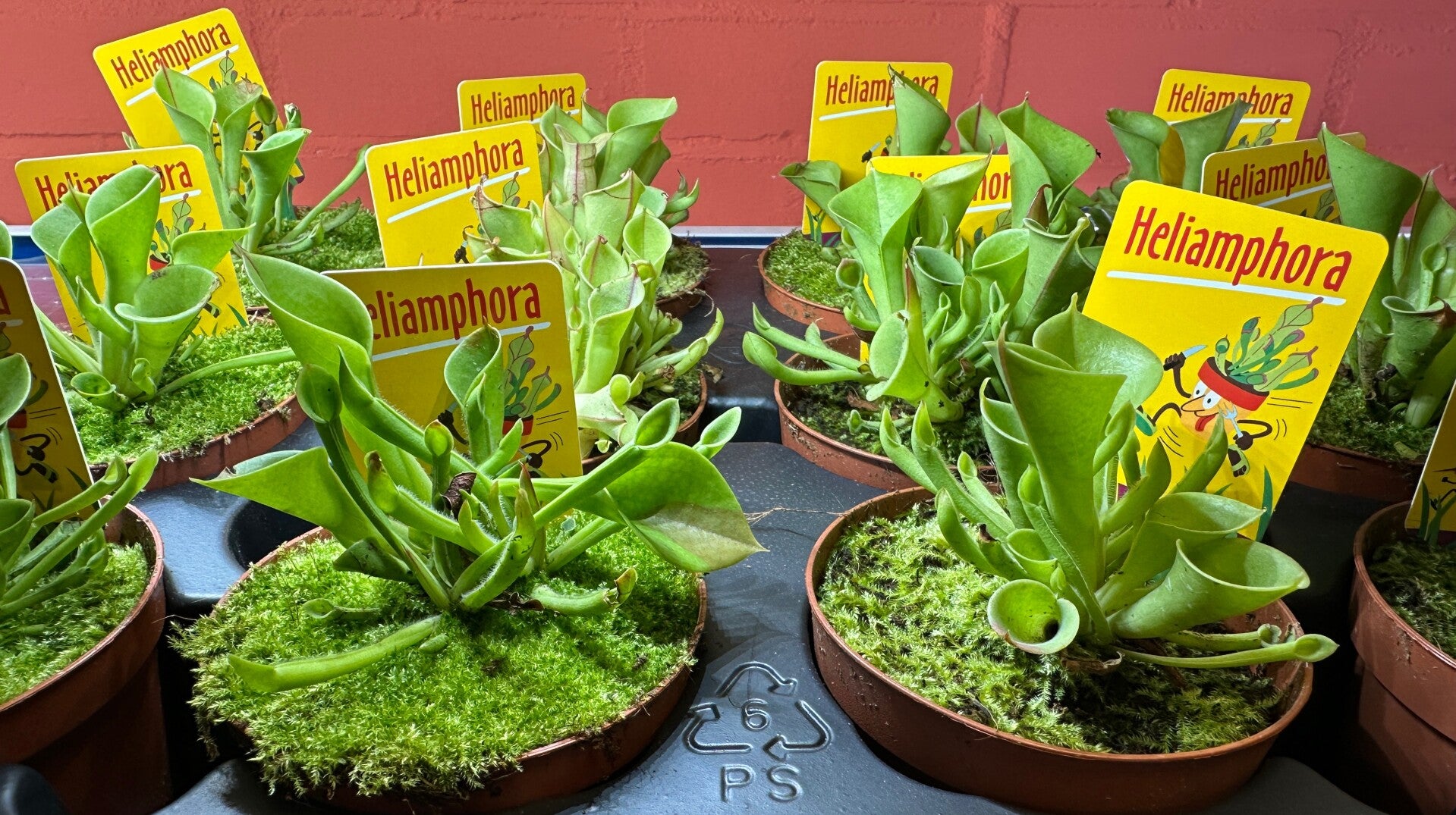 Heliamphora pulchella -  Vleesetende plant