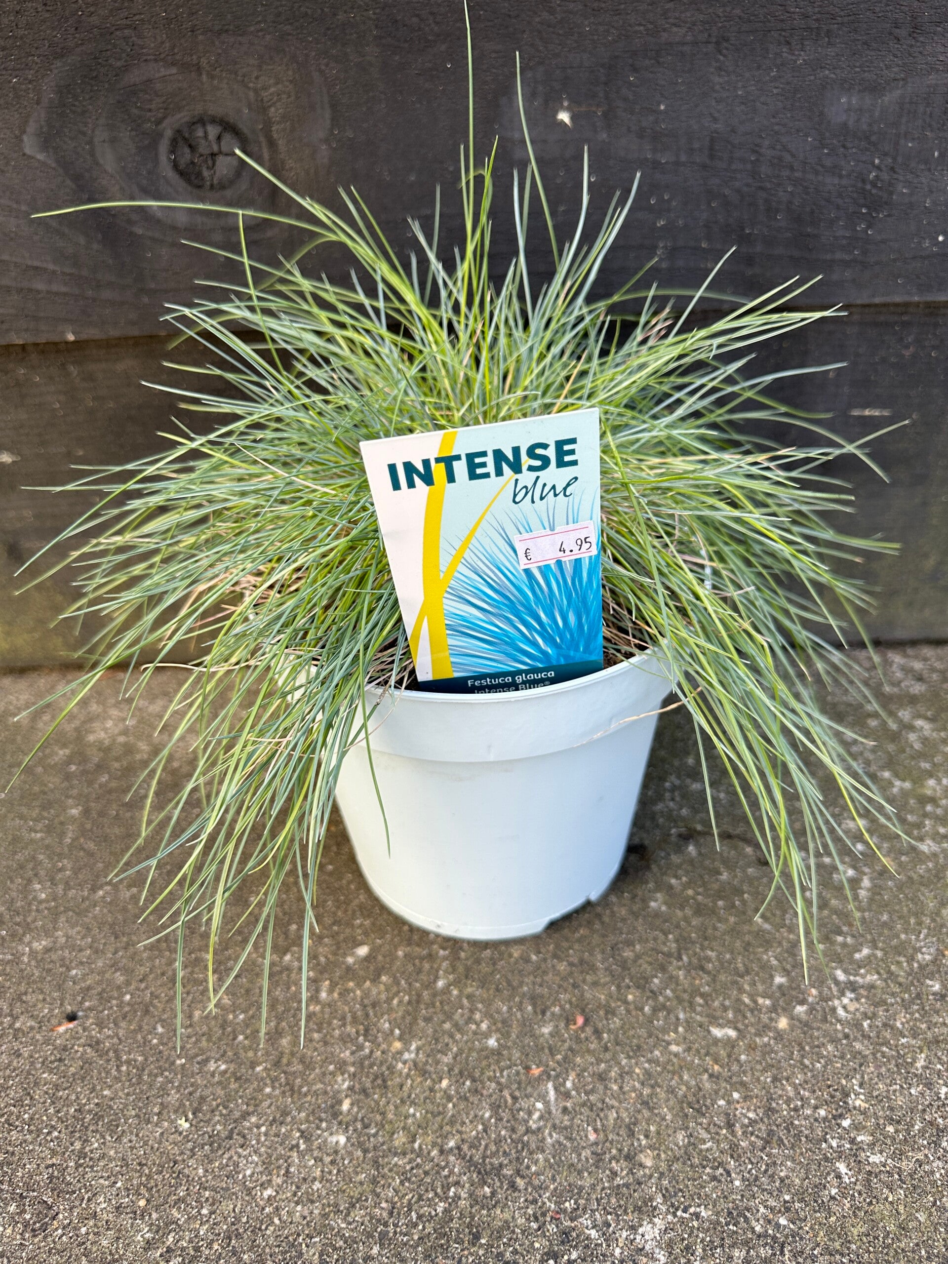 Festuca glauca (Blauw zwenkgras)