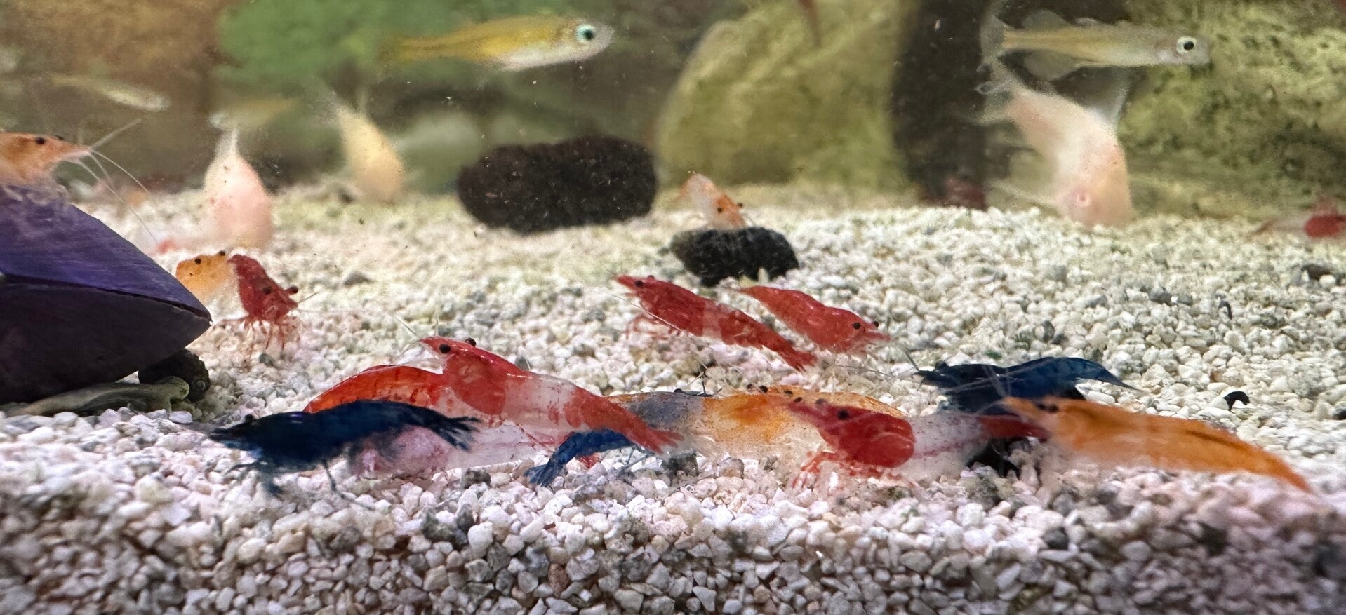 Maandaanbieding: Assortiment Color Shrimps Mix – Neocaridina soorten