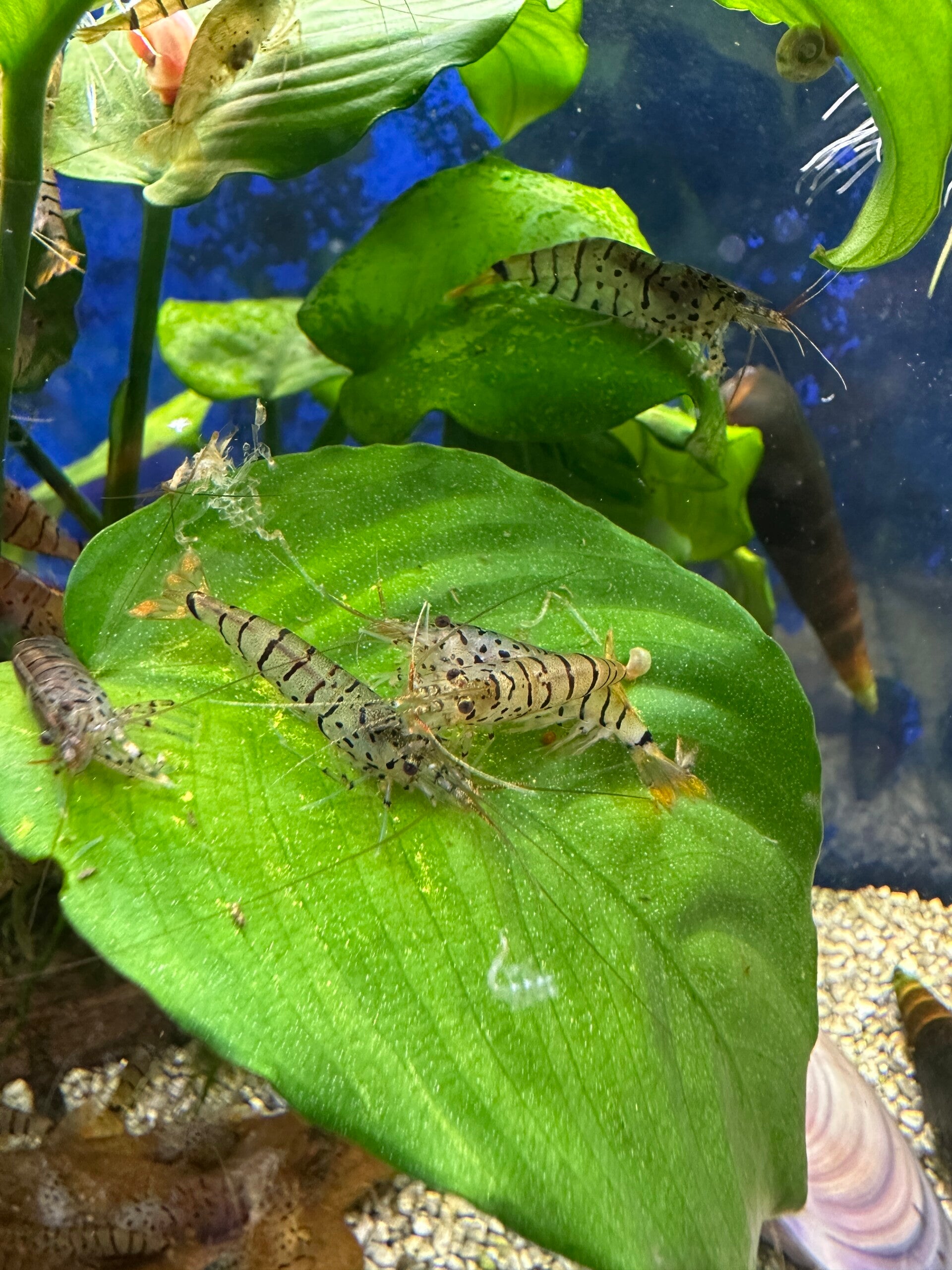King Galaxy Tiger Caridina Shrimp – ± 1,5 – 2 cm op gewoon leidingwater