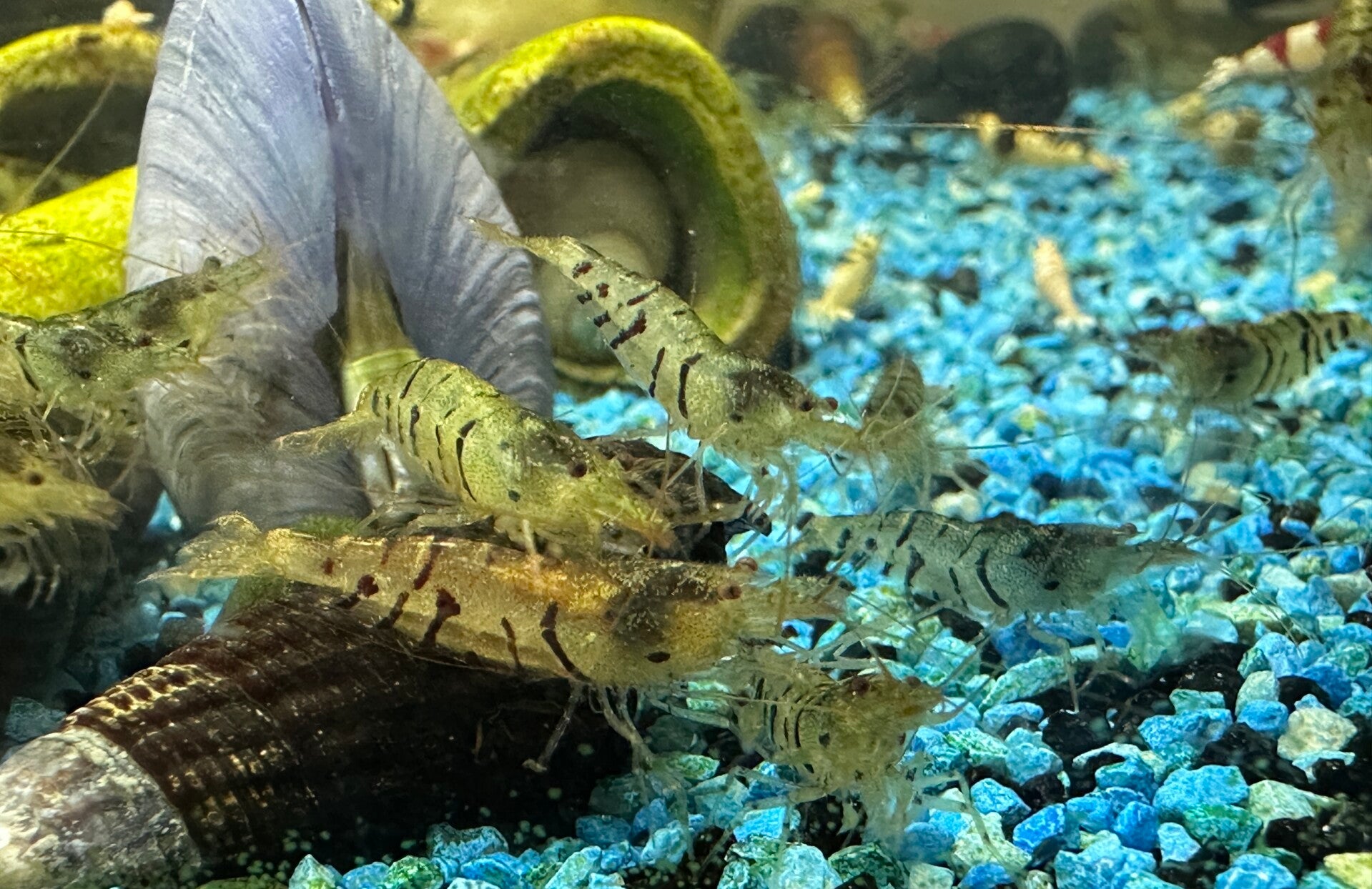 Blue Tiger Shrimp Caridina (Wild) – ± 1,5 – 2 cm
