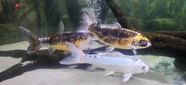 3 x Ghost Koi vissen 20-25 cm