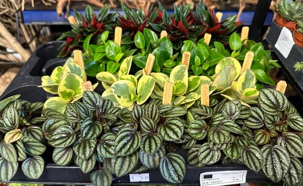 Peperomia Mix – Potmaat 12 cm