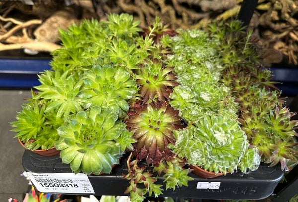 Sempervivum Mix (Vetplanten) – Potmaat 9 cm