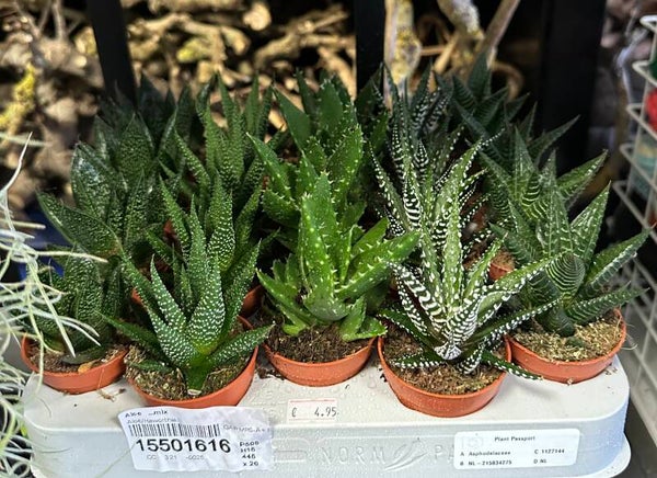 Aloë Mix – Potmaat 5,5 cm