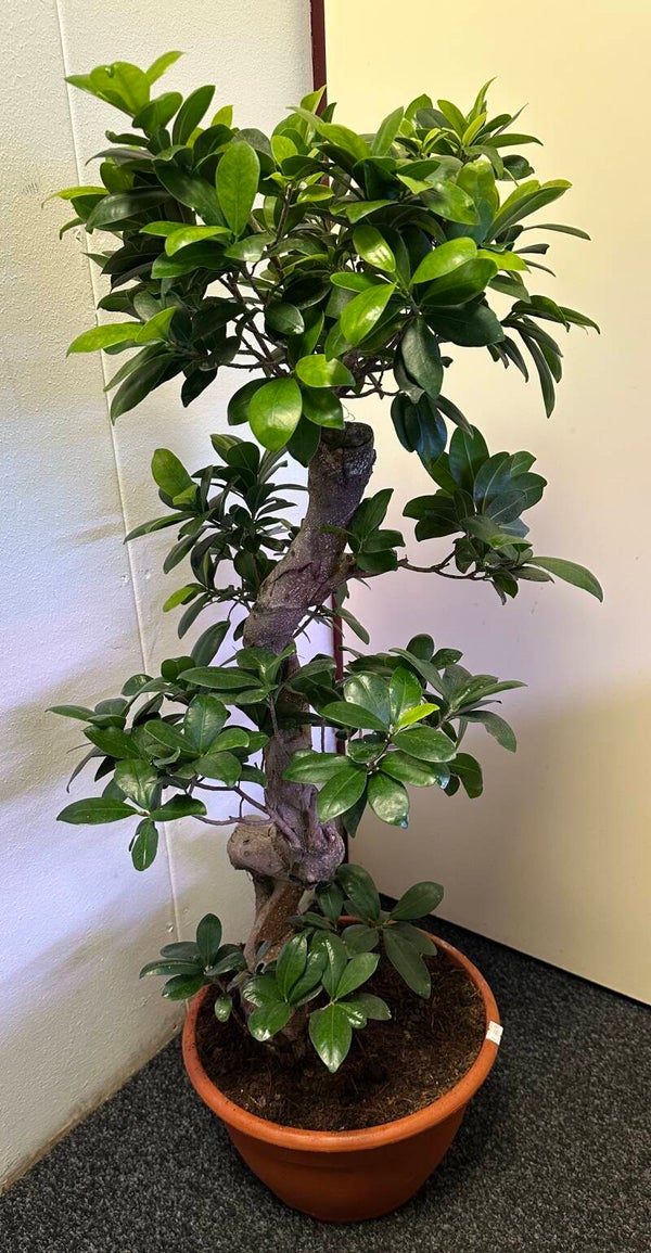 Ficus microcarpa 'Ginseng' S-vorm – Potmaat 27 cm