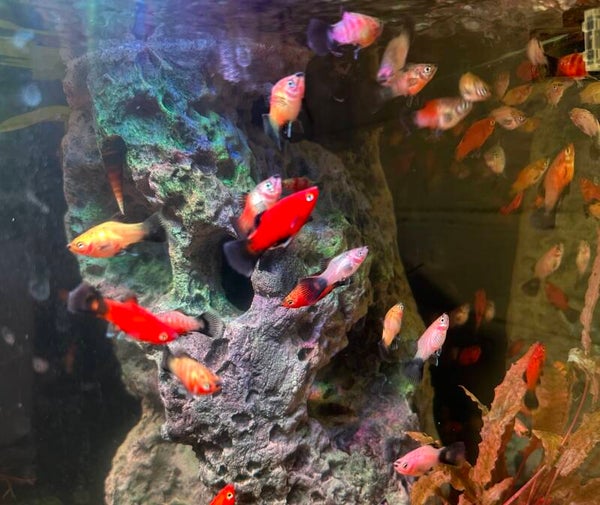 Xiphophorus mix Platy's random