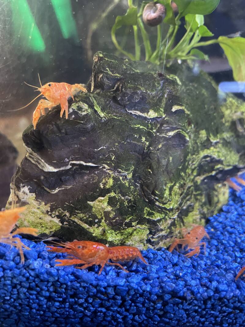 orane dwergkreeft cpo