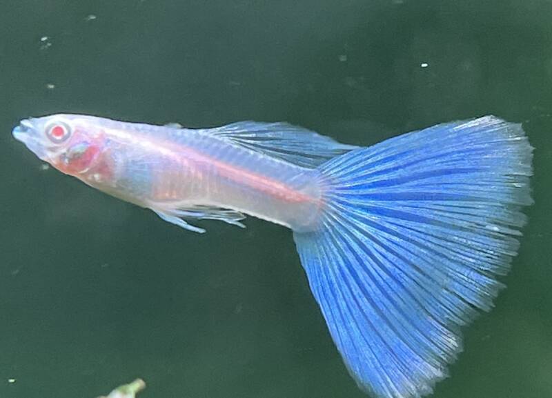 sluier tetra