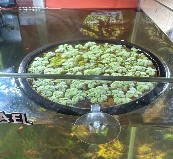 Aquarium drijfplanten ring 9 tot 21 cm zwart of groen