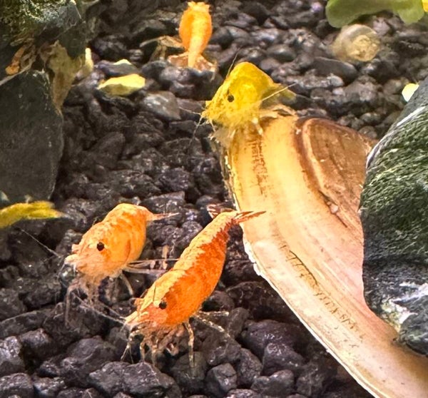 Orange Fire Golden backstripe garnalen