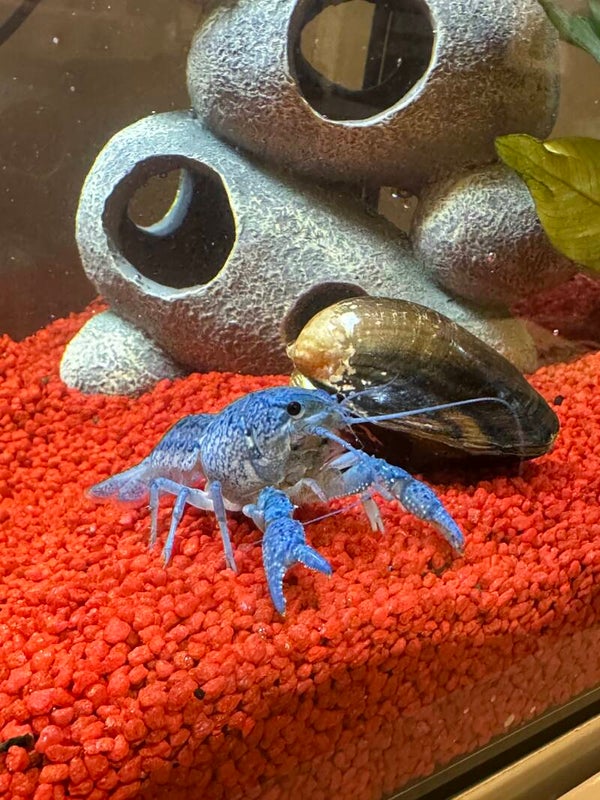 Procambarus Alleni - Blauwe Florida kreeft nu 3-8 cm