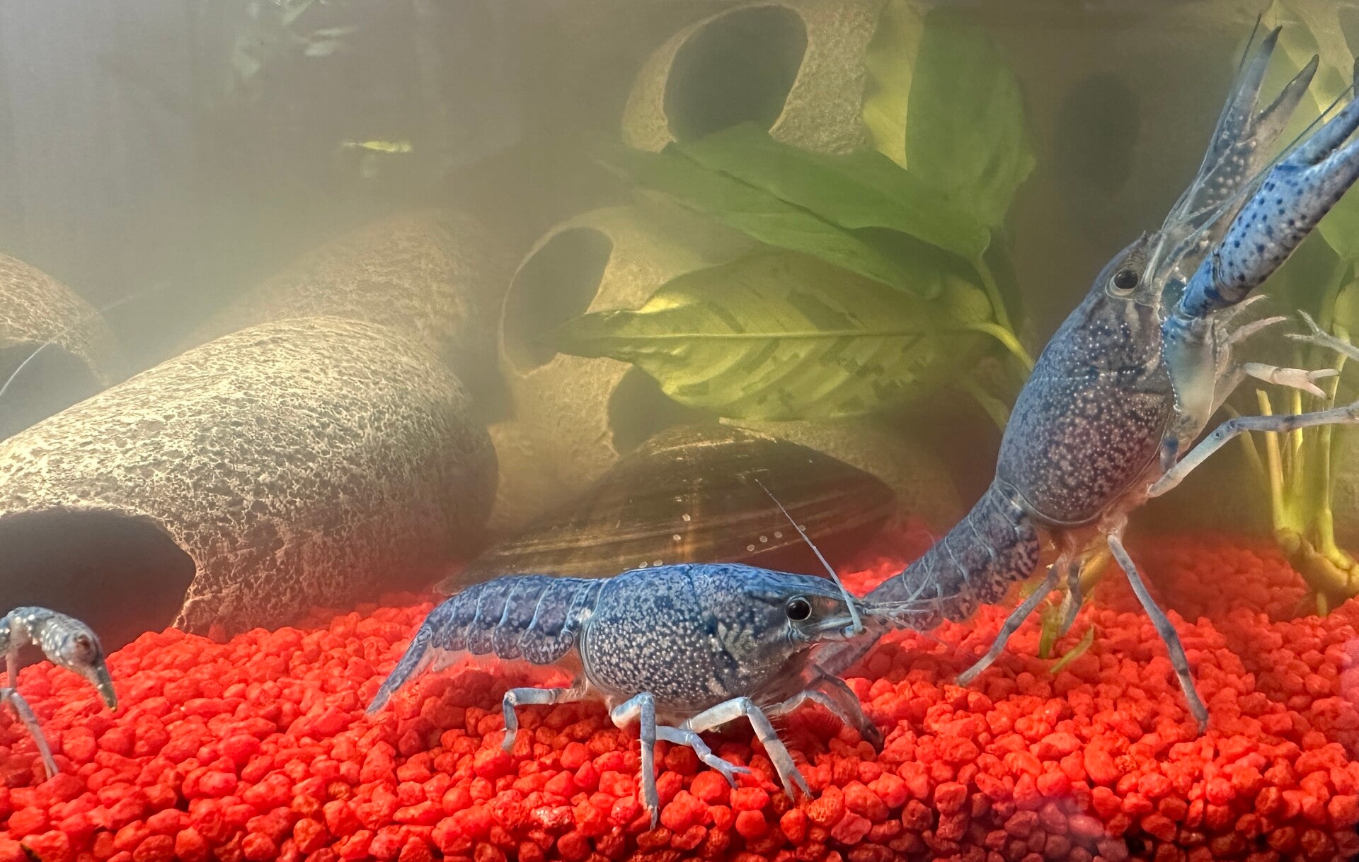Procambarus Alleni Blauwe Florida Kreeft Nu 4 5 Cm ShrimpMania
