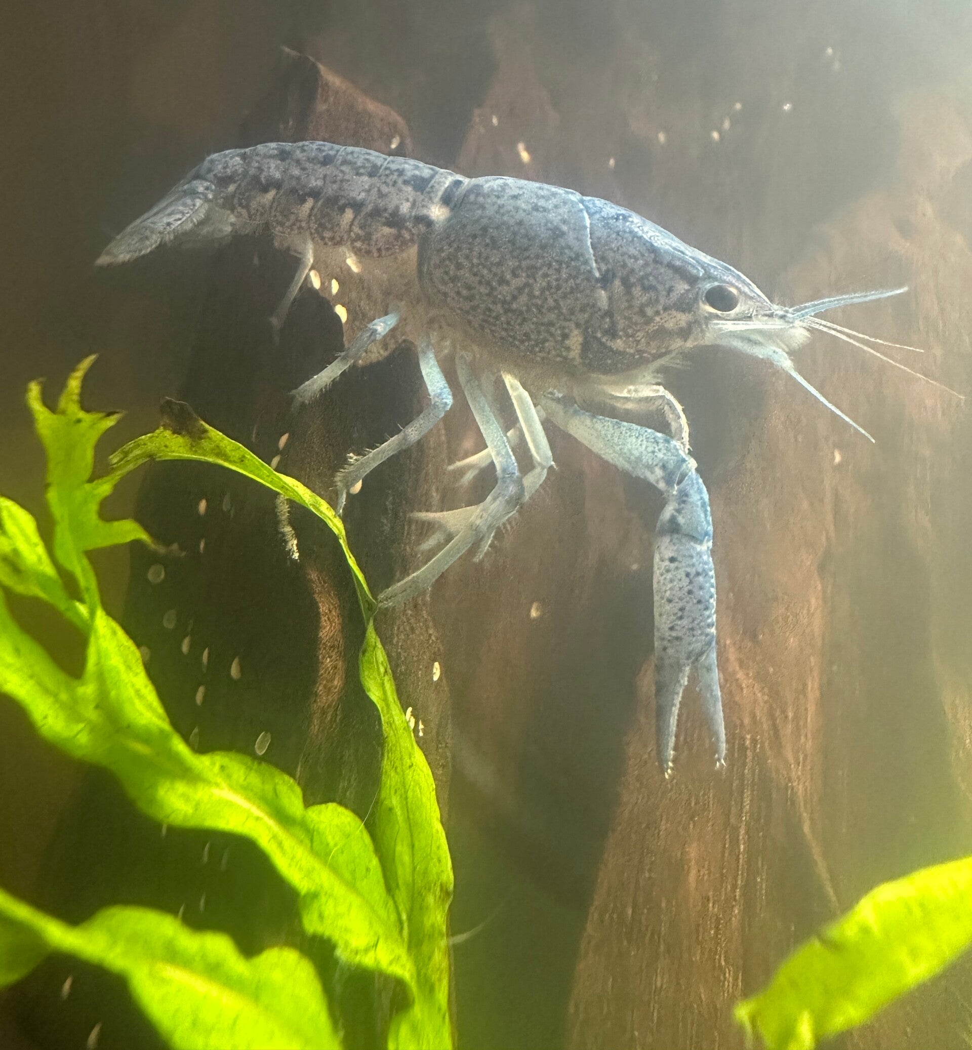 Procambarus Alleni Blauwe Florida Kreeft Nu 4 5 Cm ShrimpMania