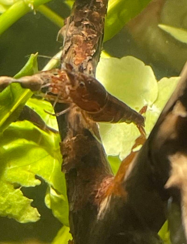 Brown Sakura garnalen