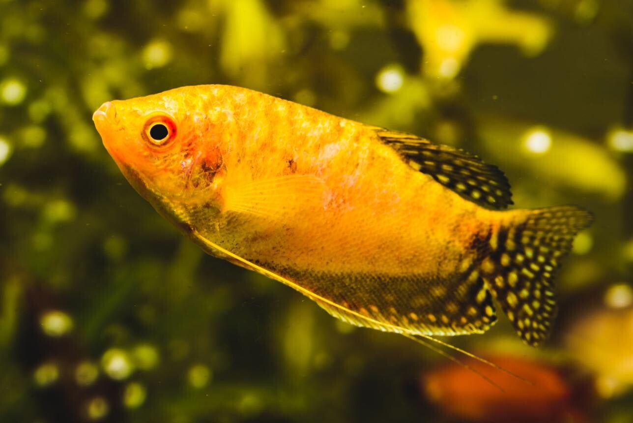 Goud Gourami - Trichogaster gold