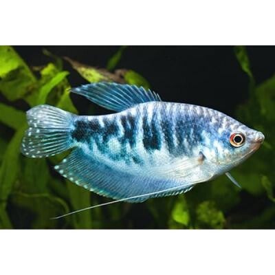 Gourami Gosby