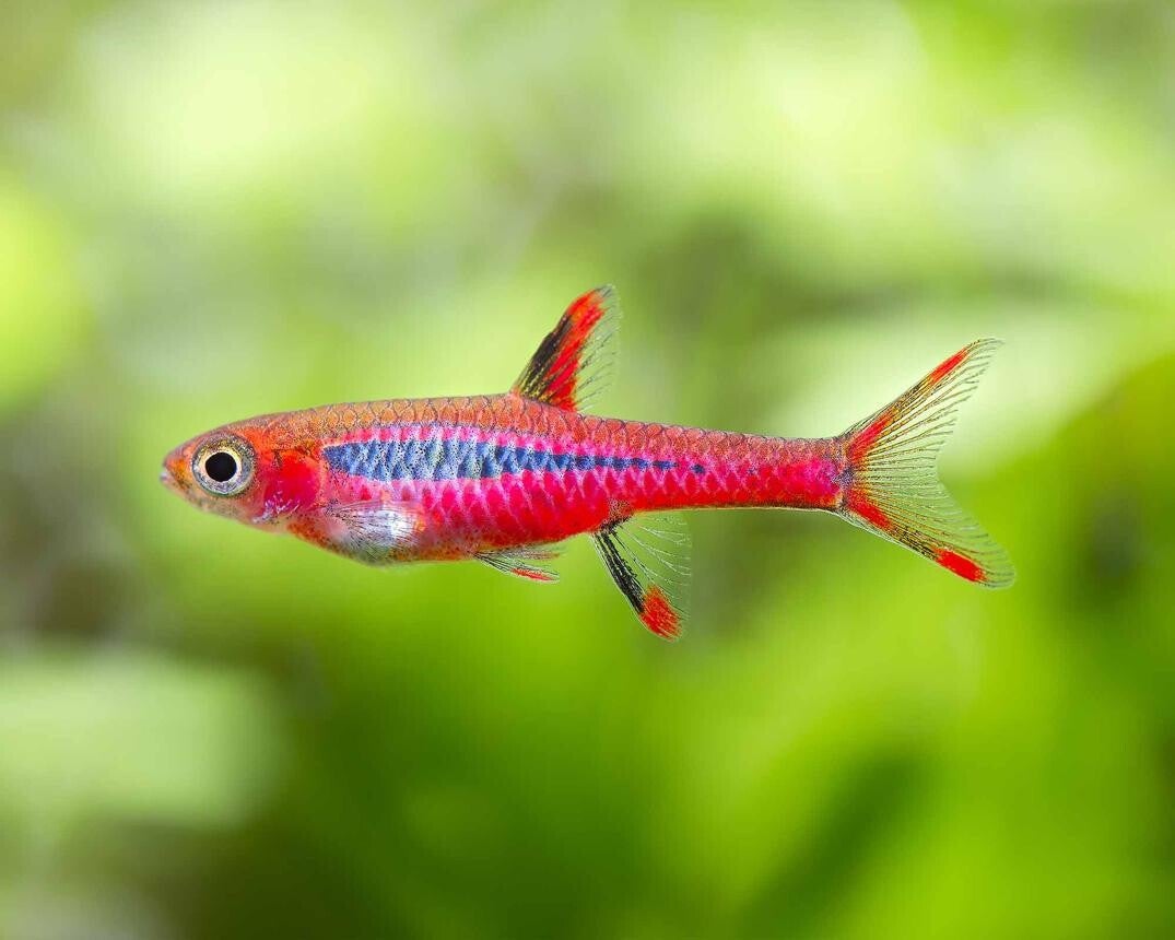 Rasbora brigittae - Muggen Rasbora 1,5-2 cm
