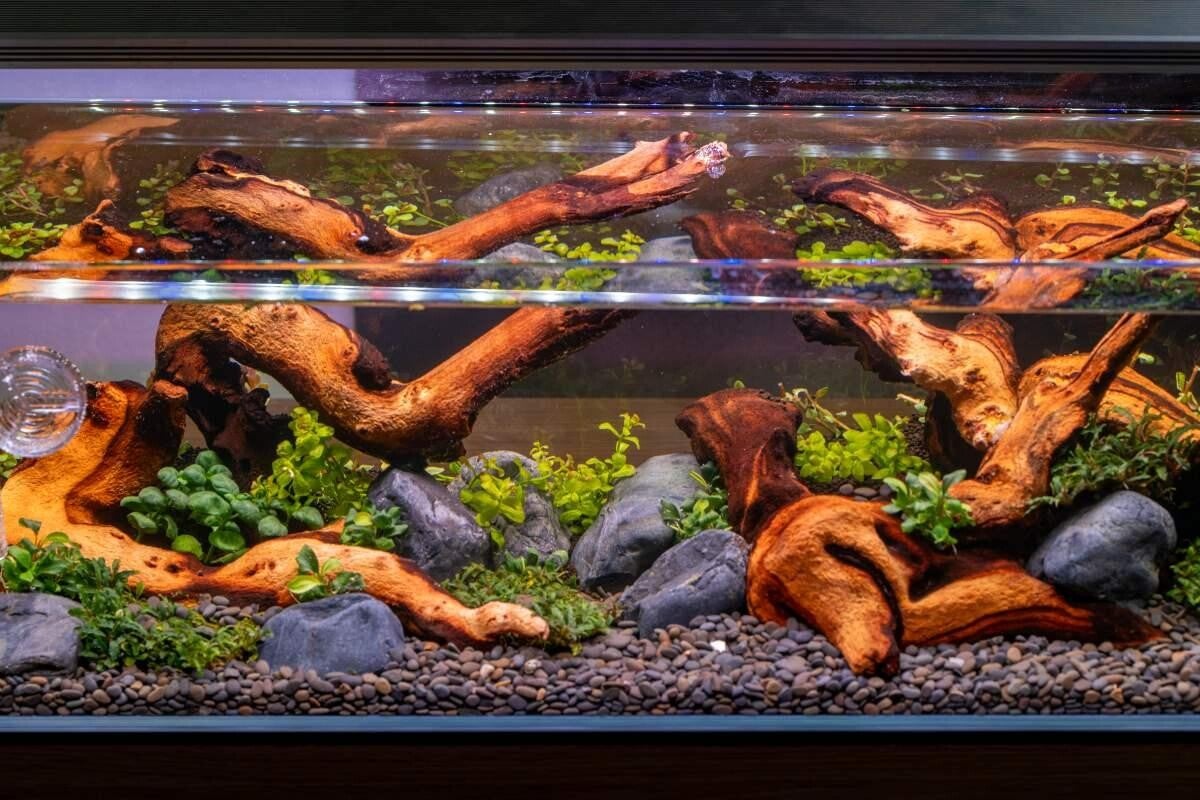 Aquarium Mopani Wood houtwortel 20-60 cm
