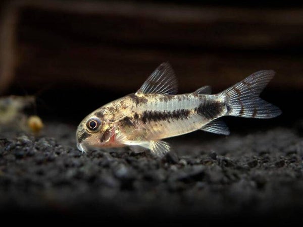 Corydoras Habrosus klein blijvend