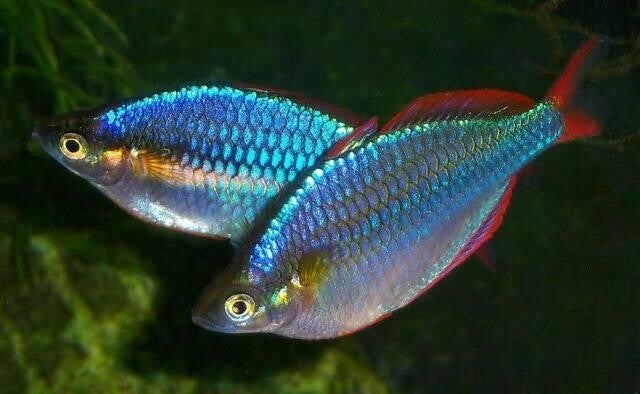 Diamantregenboogvis - Melanotaenia praecox