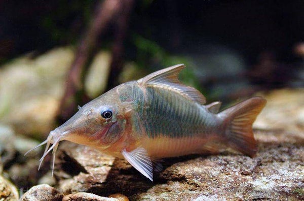 Corydoras Brochis Multiradiatus XL