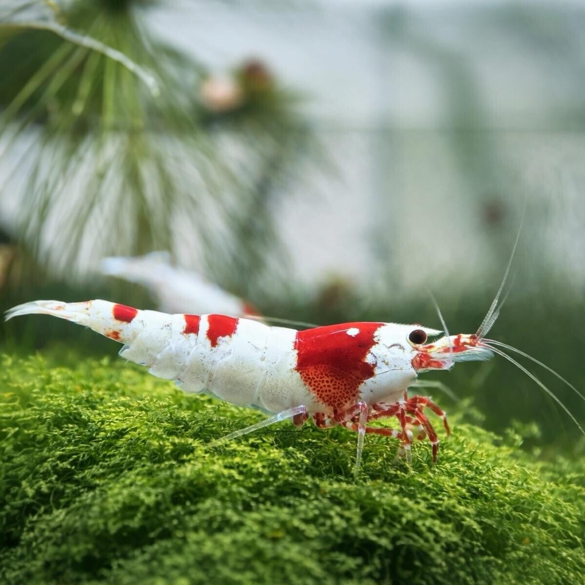 Crystal Red-Black garnalen Grade SS Hinomaru - Caridina Shrimp