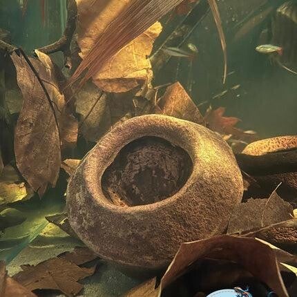 Sapucaia Pod 11-13 cm