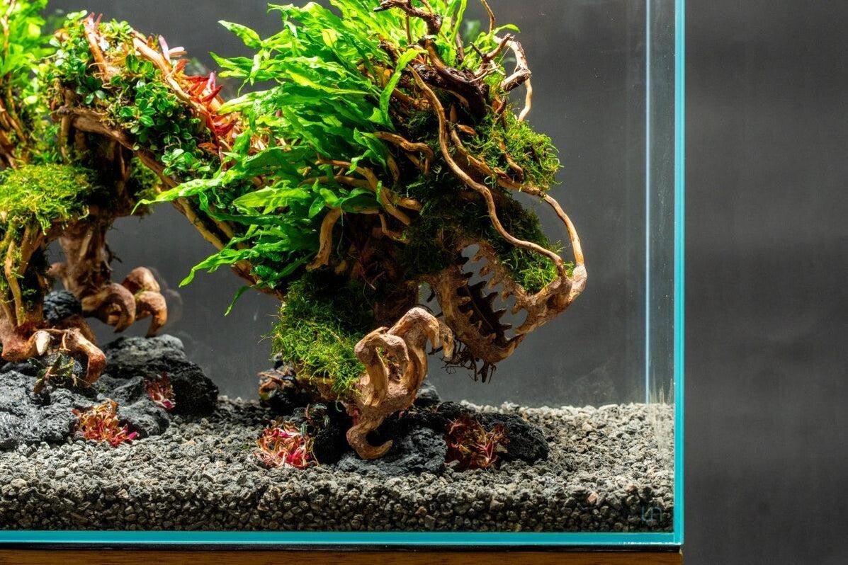 Bonsai Dragon S of M handgemaakt