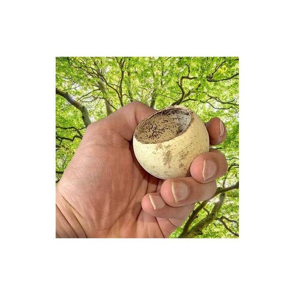Aquarium grote Bell Cup 5-7 cm schuilplaats