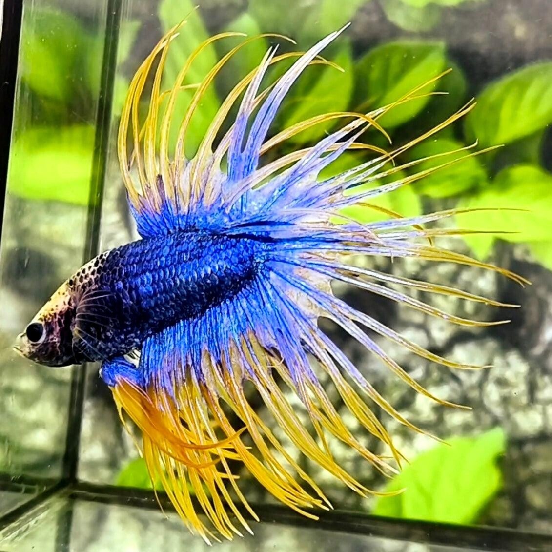 Betta Crown Tail Fancy Male 5 cm