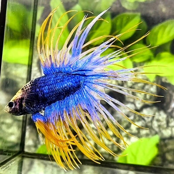 Betta Crown Tail Fancy Male 5 cm