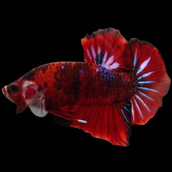 Betta Koi AAA Male