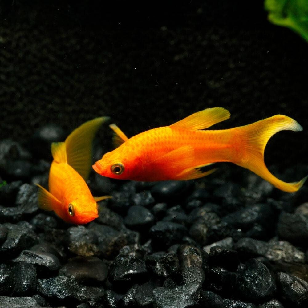 Orange Molly – L