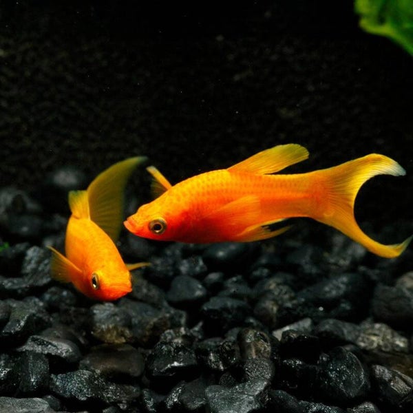 Orange Molly – L