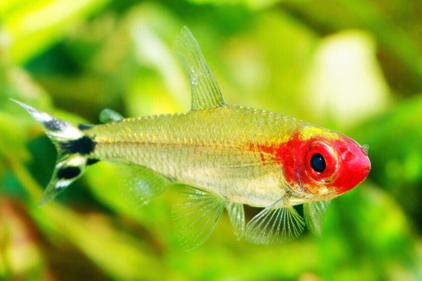 Hemigrammus rhodostomus - Roodneuszalm