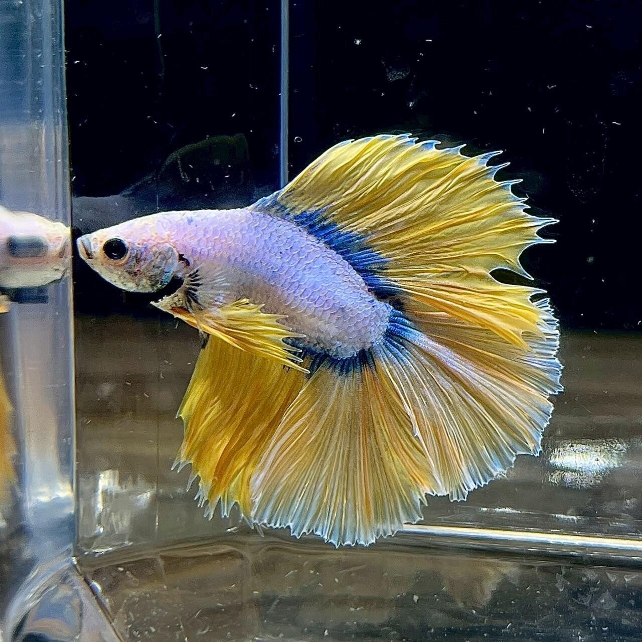 Betta Splendens Longfin Male