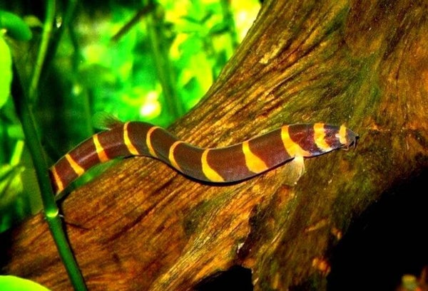 Kuhlii loach Sumatra - Indische modderkruiper-Black kuhllli loach