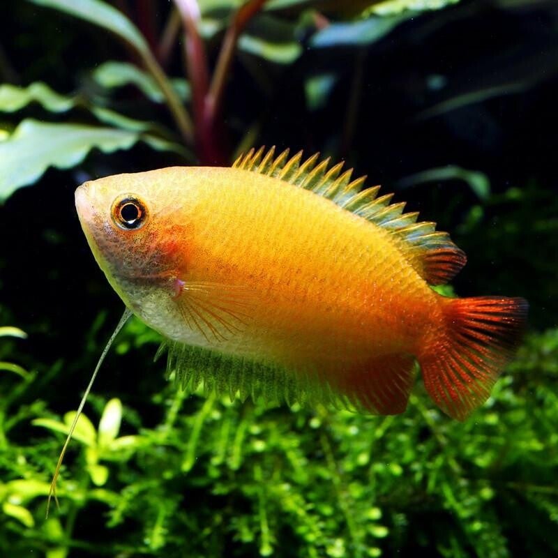 Honing gourami goud of rood - Colisa Chuna Gold of Red