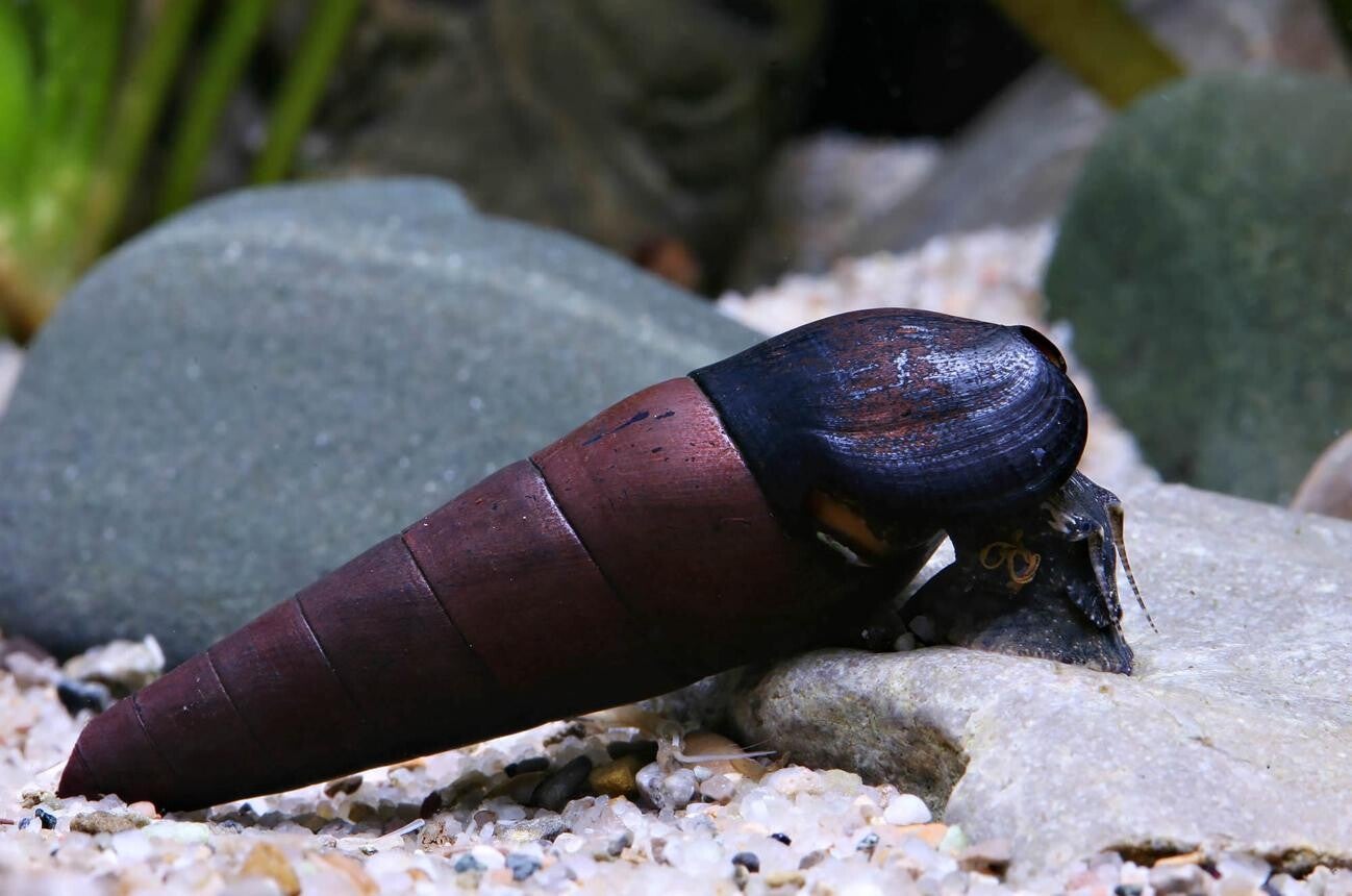 Blue Faunus Rabbit Sulawesi slak - Konijnen slak 4 voor € 12,95 !