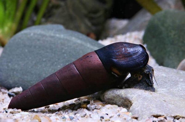 Blue Faunus Rabbit Sulawesi slak - Konijnen slak 4 voor € 12,95 !
