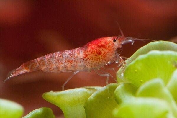 🦐 Opae Ula – Hawaïaanse brakwatergarnaal of compleet pakket