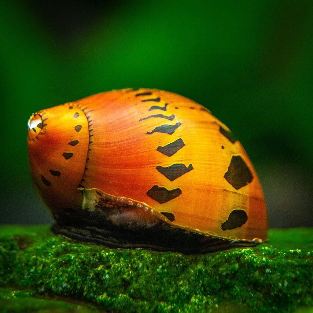 Tiger Nerite snail - Red Onion - Neritina semiconica