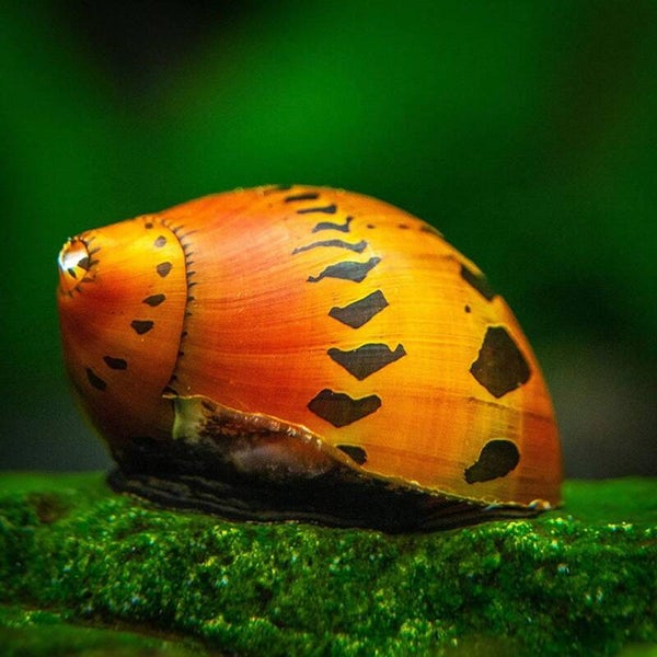 Tiger Nerite snail - Red Onion - Neritina semiconica