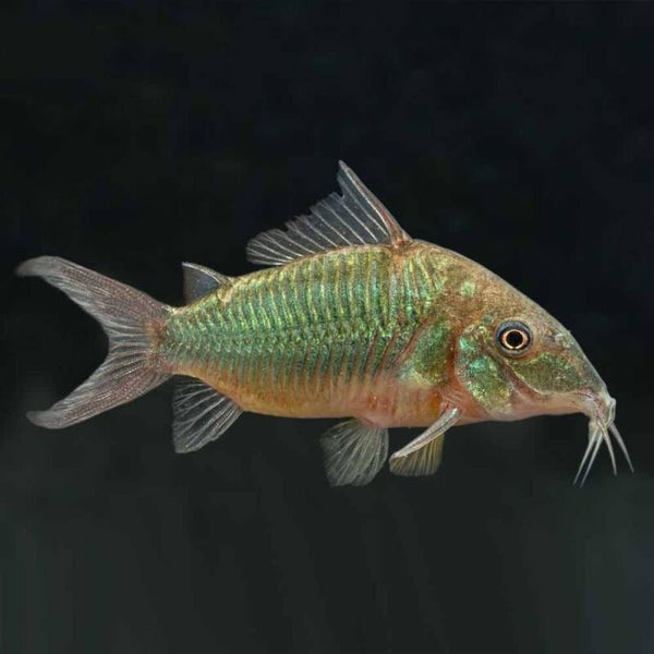 Corydoras Brochis (Smaragd Corydoras)