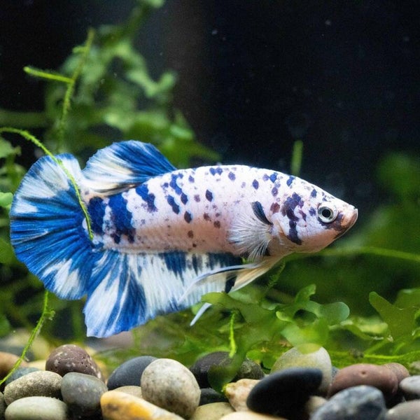 Betta Blue Marble Female