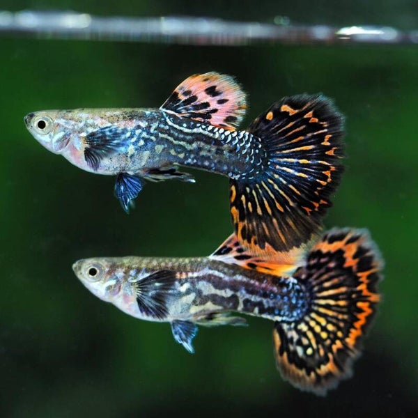 Guppy Red Dragon man-vrouw