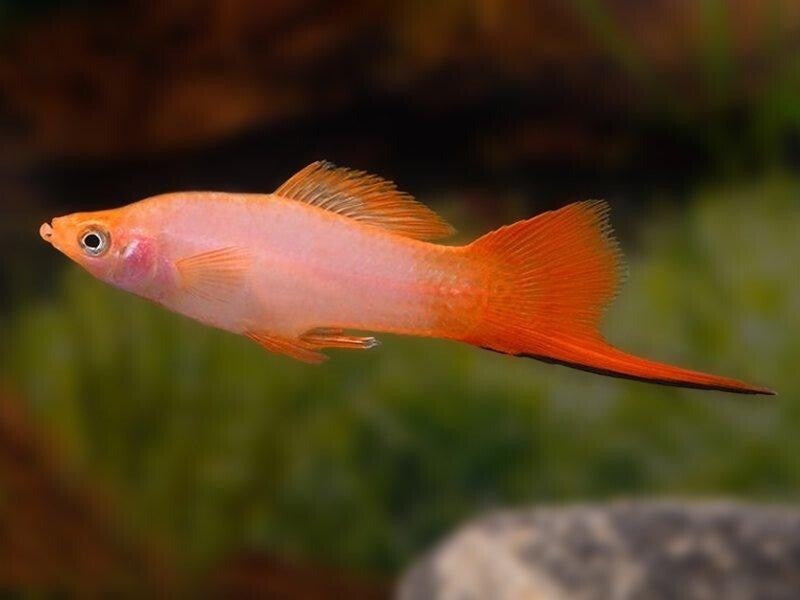 Xiphophorus hellerii - Zwaarddrager Comet Pink man-vrouw